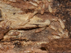 Eastern-Subterranean-Termites-