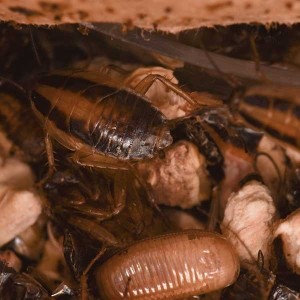 German-cockroach-nymphs-and-ootheca-web-600x600