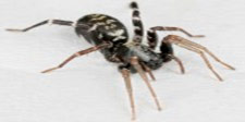 ant-mimic-Female