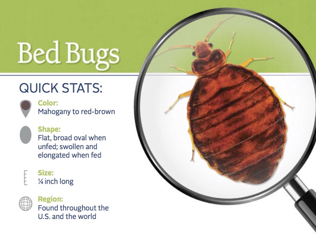 bed-bug-pest-id-card_front