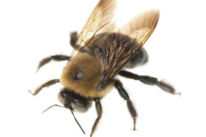 carpenter-bee