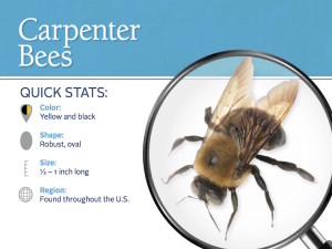 carpenter-bee-pest-id-card_front