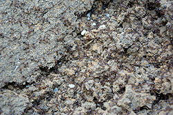 fire-ant-mound