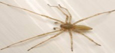 longlegged-sac-male