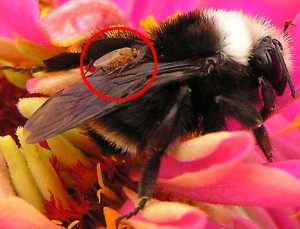 Copyright © 2009 Kimberly G. O'Harrow Unknown insect on back of Bee - Apocephalus borealis
