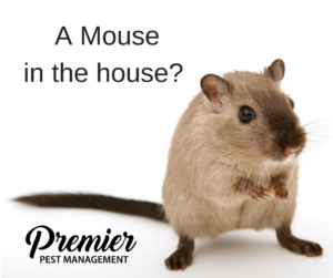 mouse_in_the_house-_1