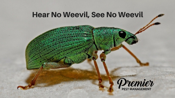 weevil premier pest