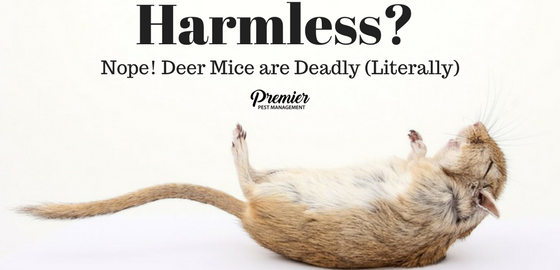 Deer Mice hantavirus saskatchewan